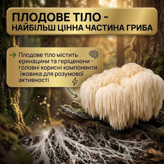 Плодове тіло Їжовика Гребінчастого - 100 грамів