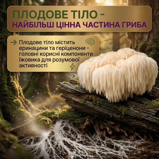 Плодове тіло Їжовика Гребінчастого (левова грива) у капсулах 120 капсул по 500мг | ноотроп мозку | пам’ять | увага | фокус