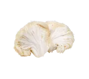 Lion’s Mane Hedgehog Mushroom Ground Fruiting Bodies